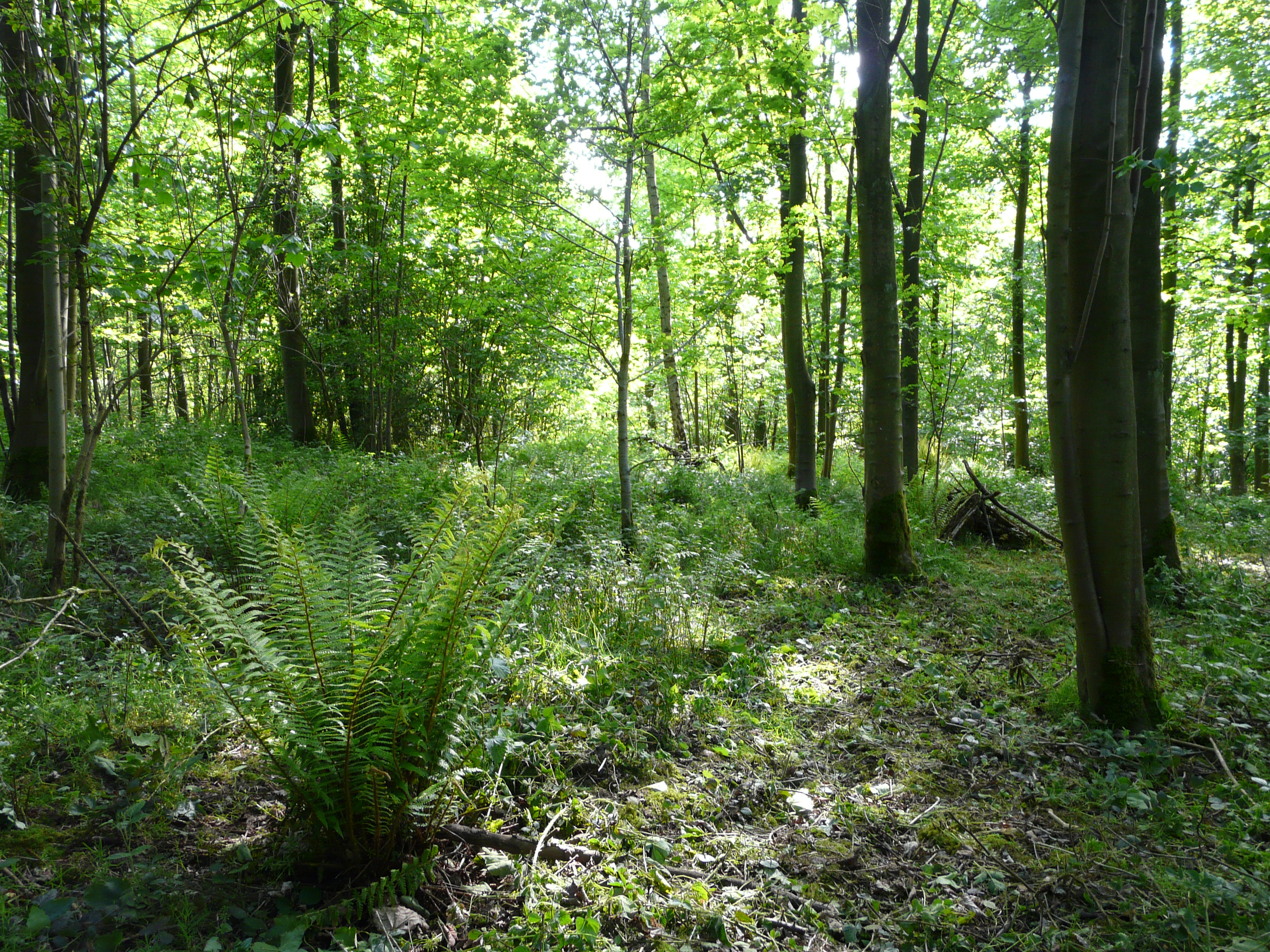 The woods Yorkshire Forest Folk